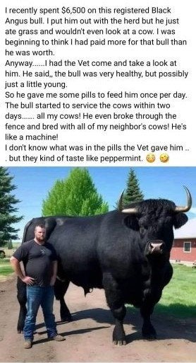 bull-pills-jpeg.544211