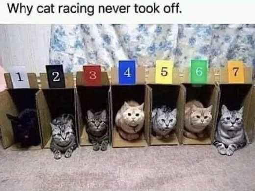 why-cat-racing-never-took-off-remain-in-boxes-open-jpg.400514